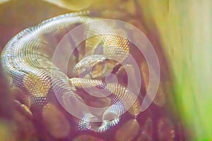 Ball python snake in the dark room. The Royal python Python regius, also called the ball python, is a python species native to