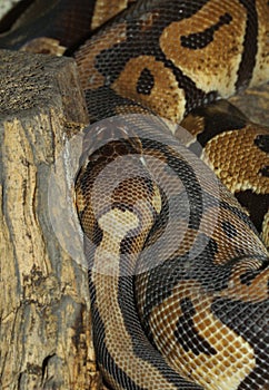 Ball python snake