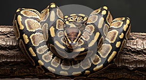 Ball Python Snake Coiled on a Tree Branch with Detailed Scales reptile animal