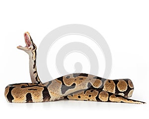 Ball Python snake on isolated white background