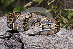 ball python snake Python regius on the wild