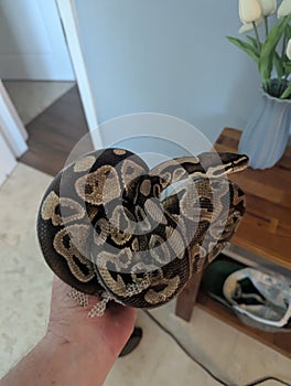 Ball python snake reptile constrictor