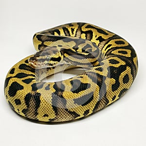 Ball Python Snake, Royal Python, Python regius