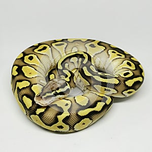Ball Python Snake, Royal Python, Python regius