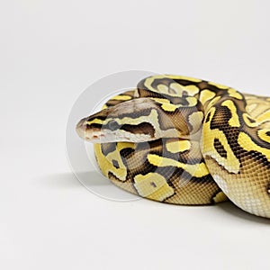 Ball Python Snake, Royal Python, Python regius