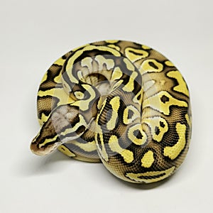 Ball Python Snake, Royal Python, Python regius