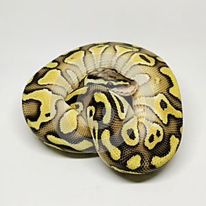 Ball Python Snake, Royal Python, Python regius