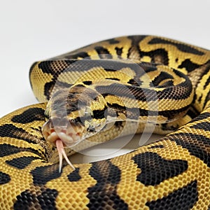 Ball Python Snake, Royal Python, Python regius