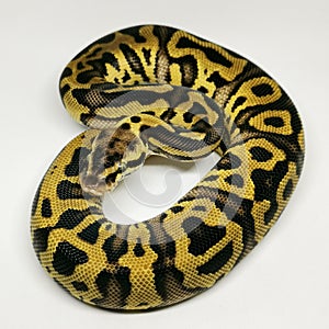 Ball Python Snake, Royal Python, Python regius