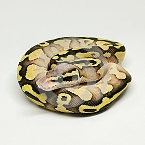 Ball Python Snake, Royal Python, Python regius