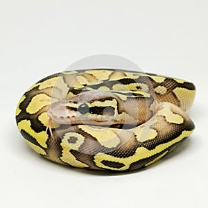 Ball Python Snake, Royal Python, Python regius