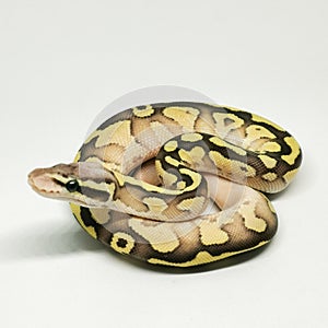 Ball Python Snake, Royal Python, Python regius