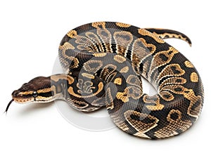 Ball Python Snake on White Background, Exotic Reptile, Python Regius