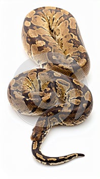 Ball Python Snake on White Background Reptile Close Up Isolated View