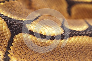 Ball Python Snakeskin
