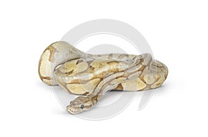 Ball python on white background