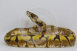 A ball python is wrapping its body and keeping an eye on its environment.