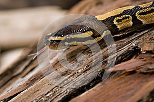 Ball or royal python snake