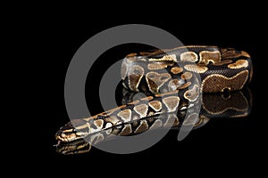 Ball or Royal python Snake on Isolated black background