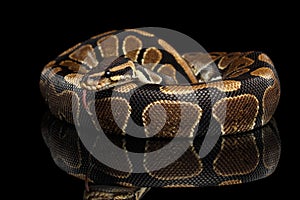 Ball or Royal python Snake on Isolated black background