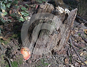 Ball shaped cap of bright red fly agaric, at the dry stump