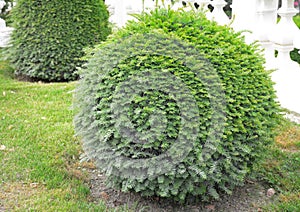 Ball-shaped English yew tree or European yew. Taxus baccata topiary ball growing in a lawn photo