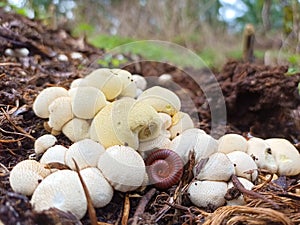 Ball-shaped mushrooms growing on rotten plants are eaten by centipedes