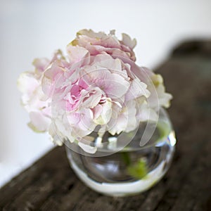 Ball-shaped pink hydrangea in a round glass vase for a greeting card on a white background