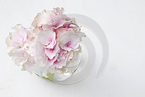 Ball-shaped pink hydrangea in a round glass vase for a greeting card on a white background