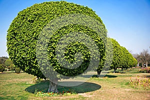 Ball shaped trees, New Delhi photo