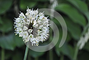 Ball-shaped white flower with needles