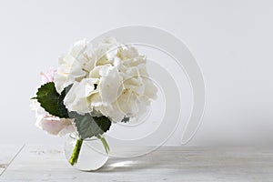 Ball-shaped white hydrangea in a round glass vase for a greeting card on a white background