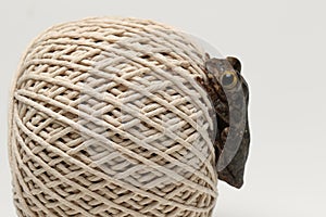 Ball of string in close up with frog