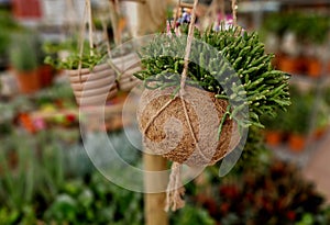 ball of substrate. A tropical plant is planted in the ball to hang from