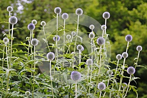 BallÃÂ thistle,ÃÂ Echinops, blossom, bud