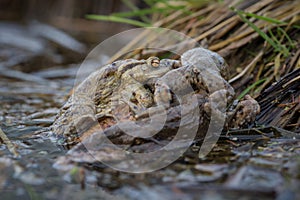 A ball of toads