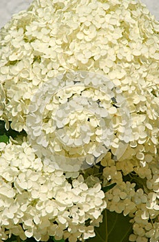 Ball of white blossoms