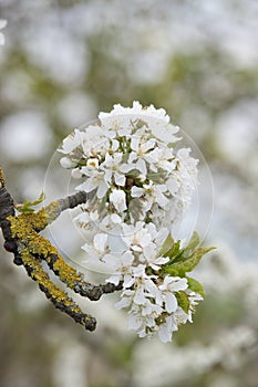 White cherry blossoms in a ball on a tree