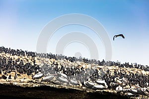 Ballestas Islands, Per