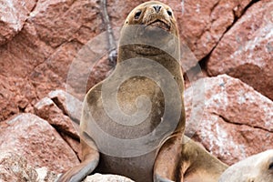 Ballestas Islands, PerÃ¹