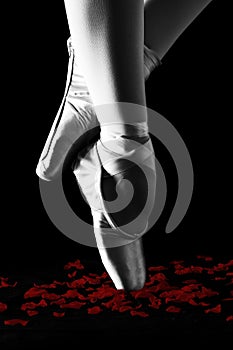 A ballet dancer standing on toes on rose petals with black background artistic conversion