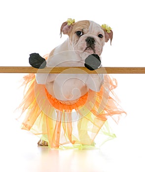 ballet dancing dog