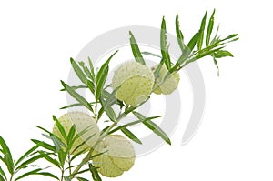 Ballon flower (Gomphocarpus Physocarpus) isolated on white background