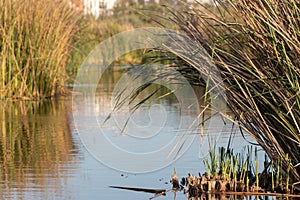 Ballona wetlands glassy water scene