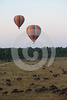 Balloon above the herds