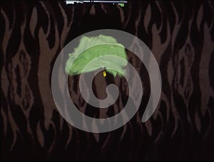 The balloon bursts explosively