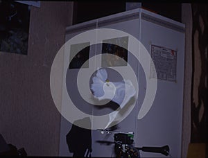 The balloon bursts explosively