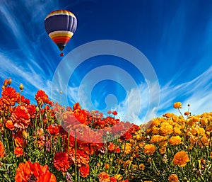 The balloon flies over fields