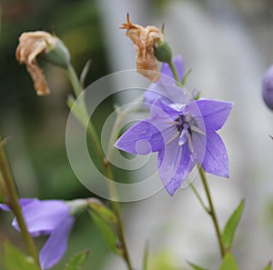 Balloon flower, Chinese bellflower, Platycodon grandiflorus