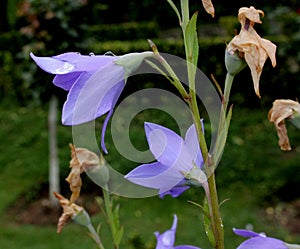 Balloon flower, Chinese bellflower, Platycodon grandiflorus